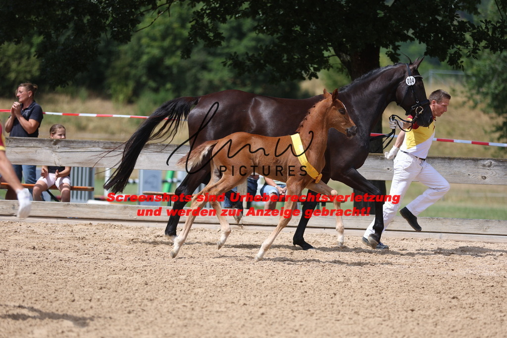 Fohlenschau_Schwäbisch_Hall_dressurbetonte_Fohlen_SIEGERFOHLEN_KN 4_15 | lmwpictures - Realisiert mit Pictrs.com