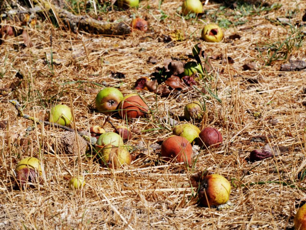 Obstwiese | Obstwiese