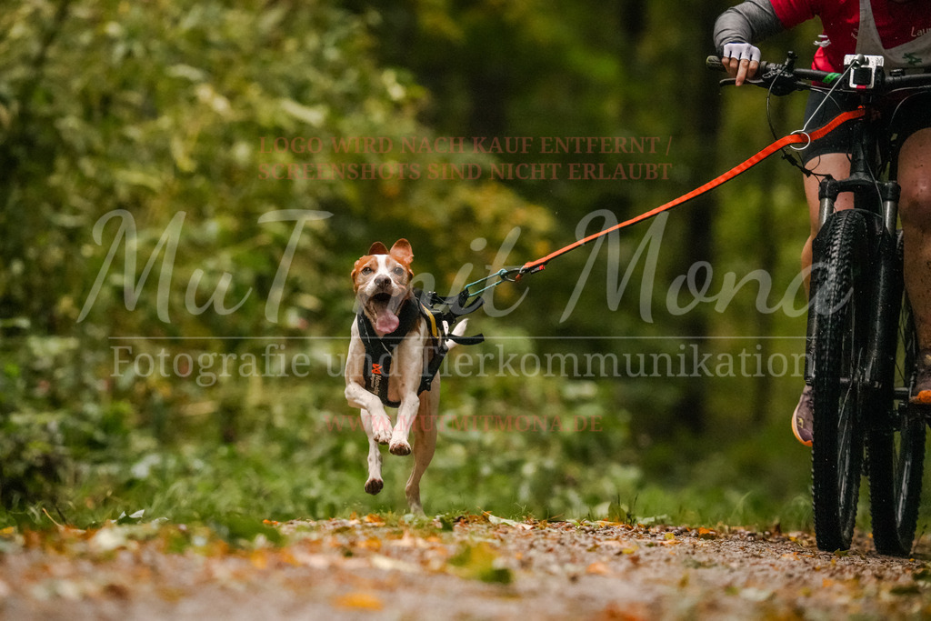 20251005_THS_Turnier-101 | MuT (Mensch und Tier) mit Mona - Fotografie und Tierkommunikation - Realisiert mit Pictrs.com