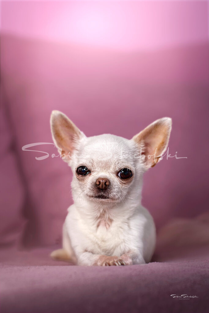 "Bella" Chihuahua | People- und Tierfotografie, Imageaufnahmen, Veranstaltungsfotografie und Wandbilder aus der Natur ★ Made in Germany ✔️ Druck + Downloads ✔️ Naturfotografie in Top Qualität ★ schneller Versand, weltweite Lieferung! - Realisiert mit Pictrs.com