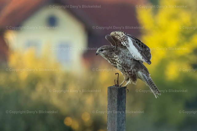 2022188 | Tierfotografie, Tierkalender, Tierbilder, Insekten, Spinnen, Vögel, Schmetterling, Libellen, Leinwand, Colorkey, Qualität, Geschenkartikel, Geschenk - Realisiert mit Pictrs.com