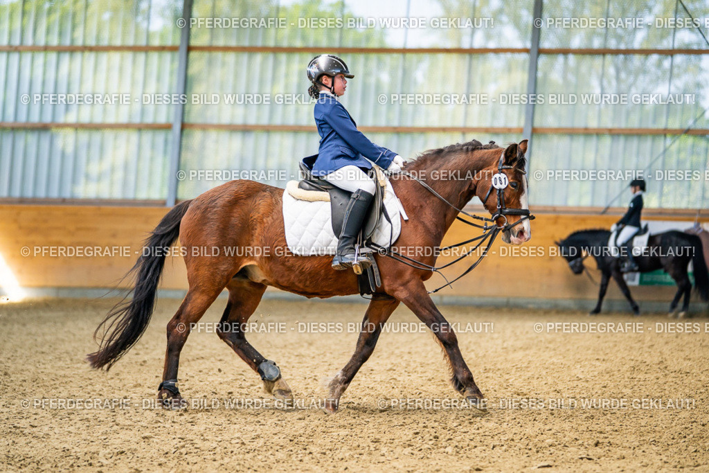 DSC02652 | Pferdegrafie