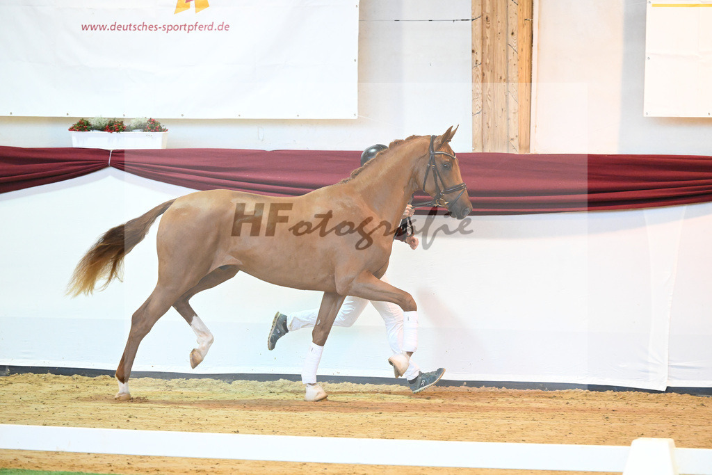 Kat-Nr. 57 v. Vivaldos_Regele_66222104 | hf-fotografie - Realisiert mit Pictrs.com