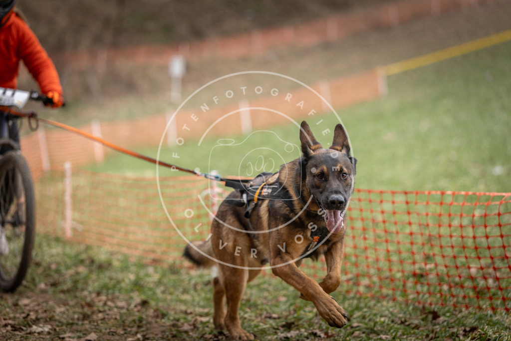 Pfotenfotografie_DV3A5429 | Hundefotografie, Tierfotograf, Pfotenfotografie, Fotoshooting Hund, Hunde Portrait, Hundesport, Hundeportraits, Heideshooting, Hunde, Sportfotograf, Hundefotograf, Turnierhundsport, THS,  - Realisiert mit Pictrs.com