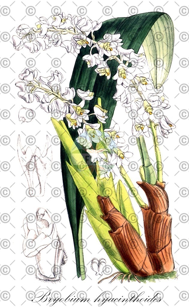 HistAbb_wfo-0001146786_1_ENZY_Simple | Historische Abbildung von Bryobium hyacinthoides - Orchidaceae | Historical Illustration of Bryobium hyacinthoides - Orchidaceae