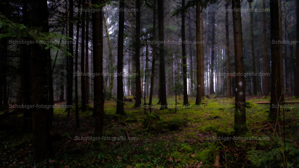 DSCF2350 | fotografie, Schubiger, Landschaftsfotografie, Tierfotografie, Industrie, Immobilien, Bilder, Poster, Kunst und KI - Realisiert mit Pictrs.com