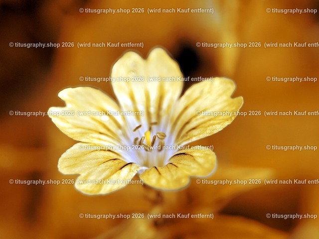 titusgraphy-P6080430_var-098 | Fotokunstarbeit aus der INSTAGRAM-Gallerie auf titusgraphy.eu - Realisiert mit Pictrs.com