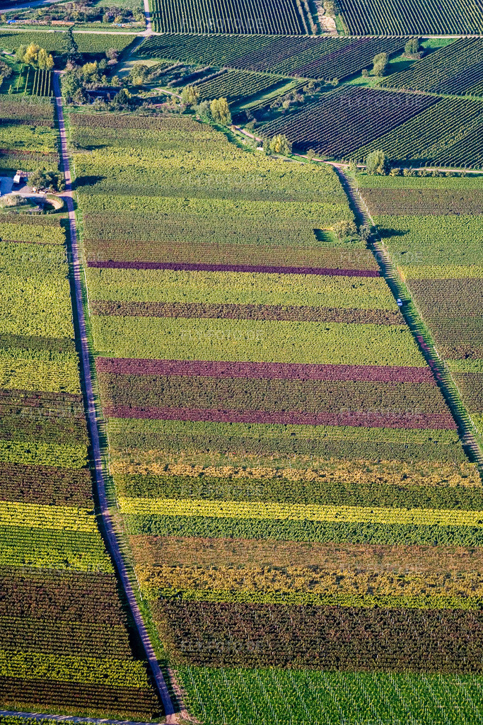 Luftbild: Bunten Weinbergs- Landschaft im Herbstlaub der Winzer- Gebiete in Göcklingen im Bundesland Rheinland-Pfalz in Deutschland. Foto: IMG_13700.jpg vom 28.09.2008 durch Werner Riehm/FLY-FOTO.de