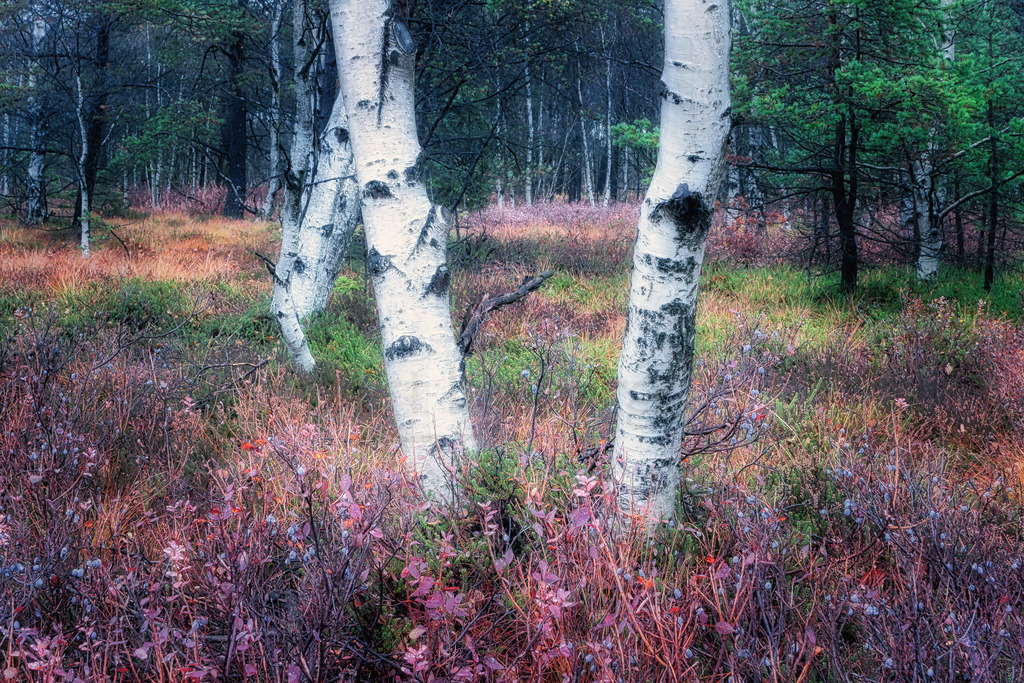 Birken zwischen Herbstfarben | Art by Birgit Fotografie - Realisiert mit Pictrs.com