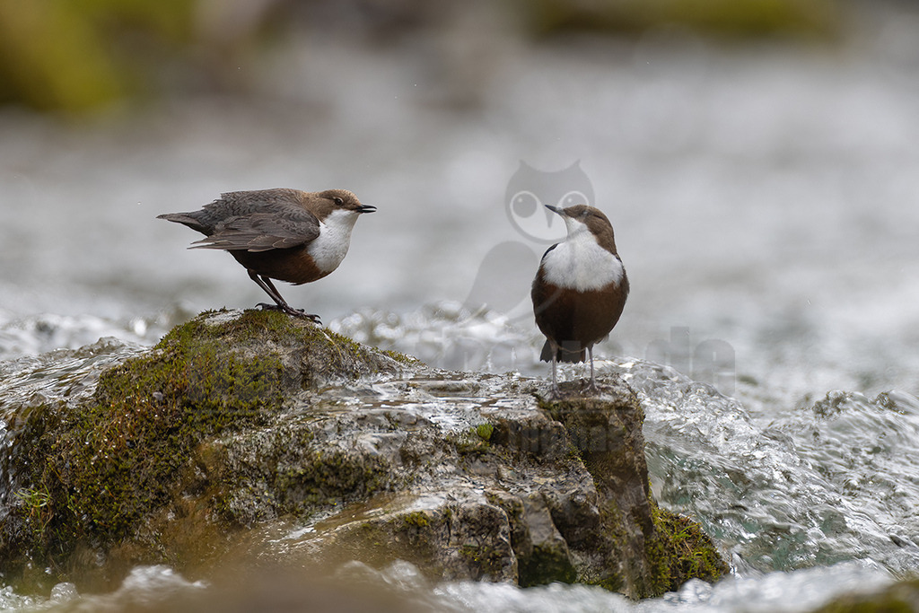 R5NF6319_20240404 | Die Wasseramsel oder Eurasische Wasseramsel ist die einzige auch in Mitteleuropa vorkommende Vertreterin der Familie der Wasseramseln. Der etwa starengroße, rundlich wirkende Singvogel ist eng an das Leben entlang schnellfließender, klarer Gewässer gebunden. - Realisiert mit Pictrs.com