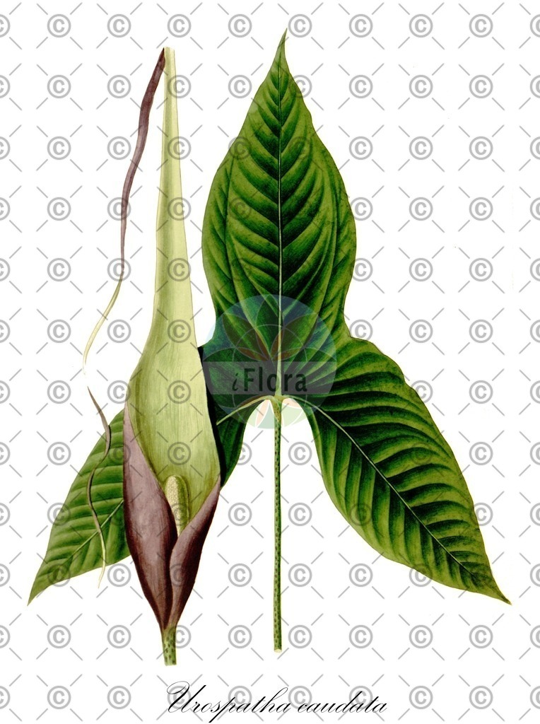 HistAbb_85BW_1_ENZY_Simple | Historische Abbildung von Urospatha caudata - Araceae | Historical Illustration of Urospatha caudata - Araceae