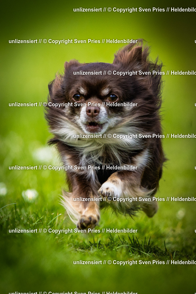 Sven Pries | 2025-04-13 - Hunderennen Baden-Baden - Realisiert mit Pictrs.com