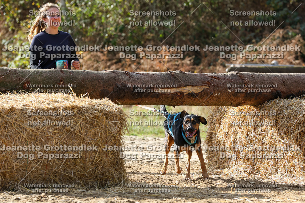 Dog Paparazzi - Strongdog 10-25-5842 | Dog Paparazzi Jeanette Grottendiek Fotografie & Videografie - Realisiert mit Pictrs.com