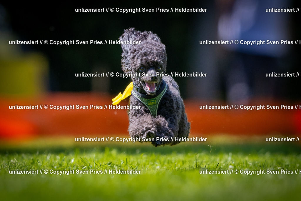 Sven Pries | 2025-08-10 - Hunderennen Durlach - Realisiert mit Pictrs.com