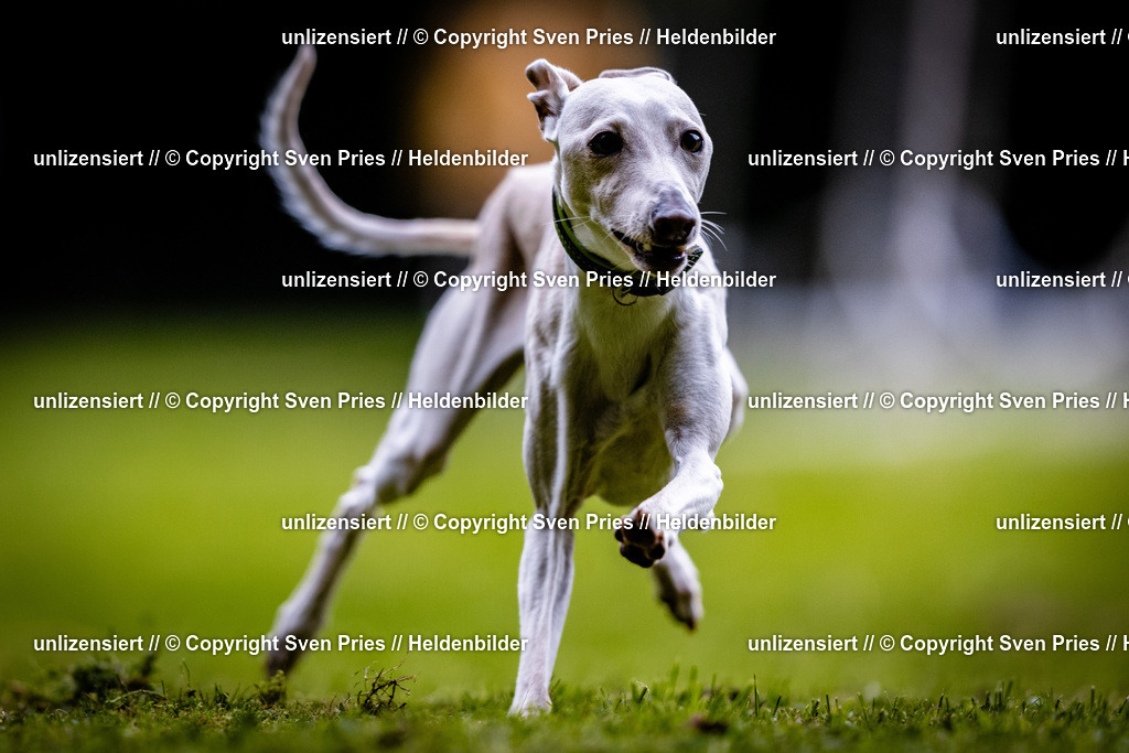 Sven Pries | 2025-10-03 - Hunderennen Obergrombach - Realisiert mit Pictrs.com