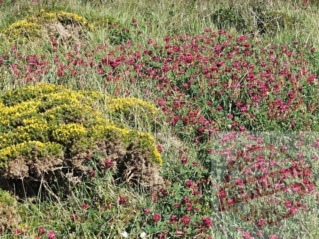 Common gorse and restharrow growing together in a meadow | Yellow flowers of common gorse and purple flowers of restharrow growing together in a meadow in Brittany, France - Realized with Pictrs.com