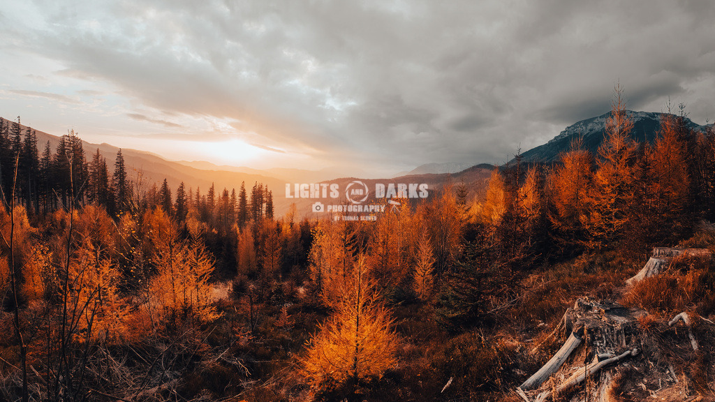 Burning larches | nature at it`s best - Realisiert mit Pictrs.com