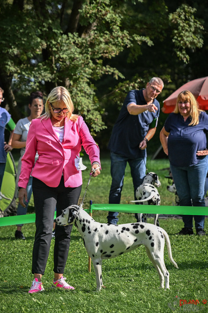 Dalamtinerausstellung RGA Mainz 2023 | Dalamtinerausstellung RGA Mainz 2023. 30.09.2023 Foto: Leo Wyden