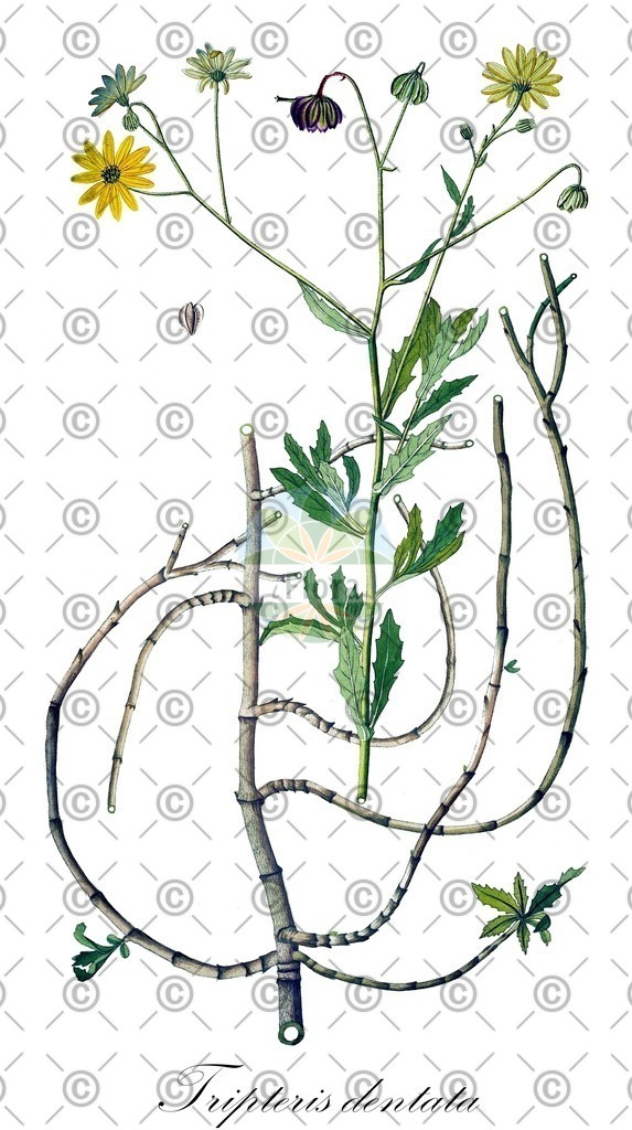 HistAbb_wfo-0001257492_1_ENZY_Simple | Historische Abbildung von Tripteris dentata - Asteraceae | Historical Illustration of Tripteris dentata - Asteraceae