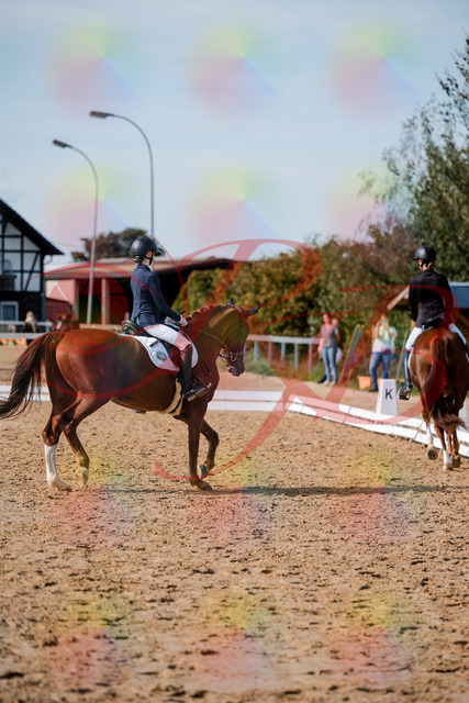 2026_10_03_Siefer-Hof_132845_Z63_90041237 | Professionelle Reitsport-, Turnier- und Eventfotografie von Robert Broda. Galerien mit ausgewählten und bearbeiteten Bildern direkt online ansehen und bestellen.