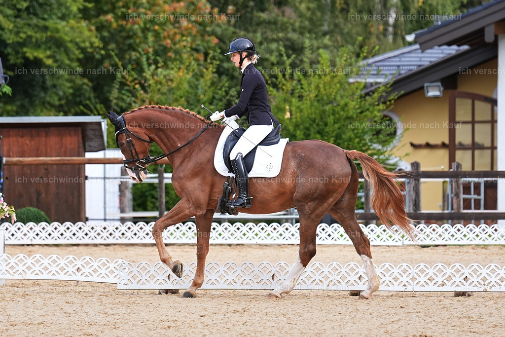 02-037-DRESSUR L_  -Marixx-4817 | working equitationturnier fotograf videograf stoibphotography marixx film working equitation deutschland reitsport turnierfotografie eventfotografie equestrian events
