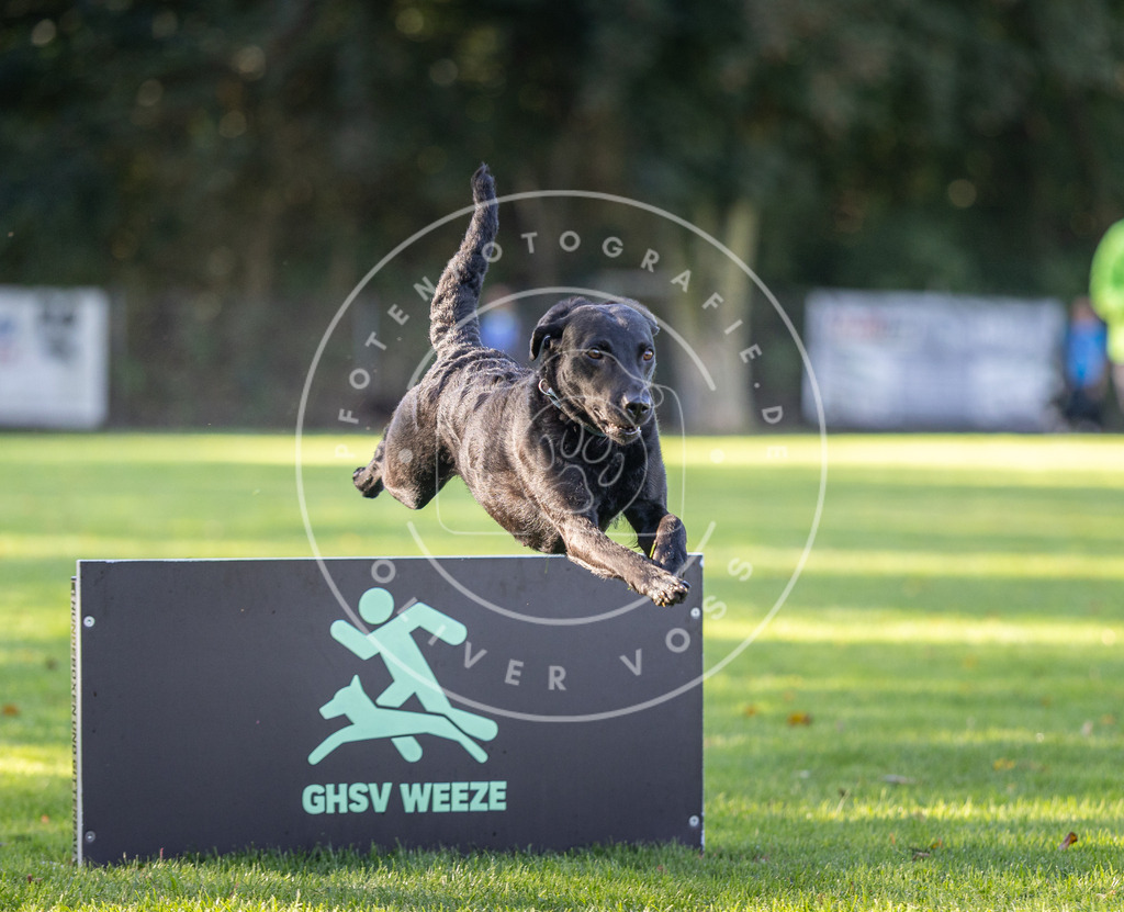 Pfotenfotografie.de_DV3A3517 | Hundefotografie, Tierfotograf, Pfotenfotografie, Fotoshooting Hund, Hunde Portrait, Hundesport, Hundeportraits, Heideshooting, Hunde, Sportfotograf, Hundefotograf, Turnierhundsport, THS, canicross - Realisiert mit Pictrs.com
