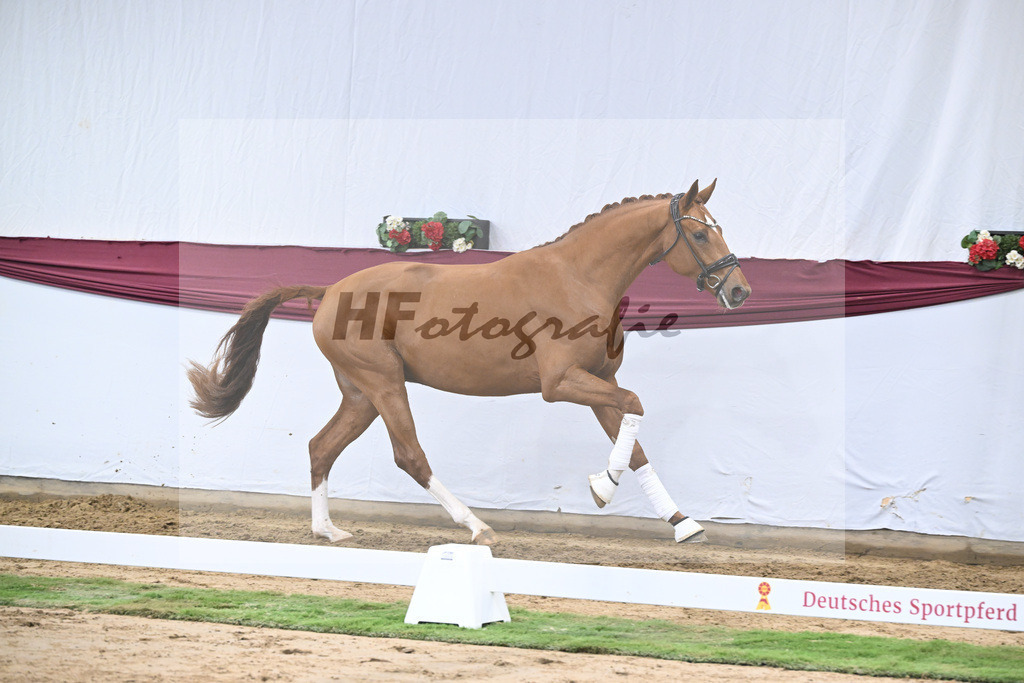 Kat-Nr. 27 Escaneno x Diamond Hit_Schulze Averdiek Sportpferde und Aufzucht GbR_47250905 | hf-fotografie - Realisiert mit Pictrs.com