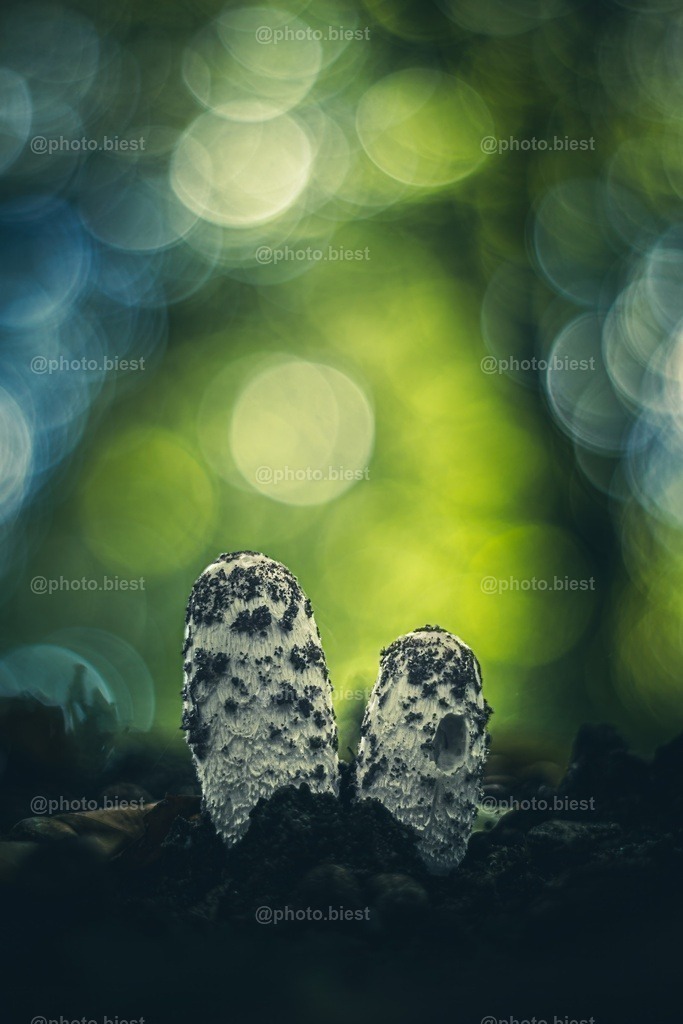Zweisam im Wald | Zwei junge Schopf-Tintlinge im Wald. - Realisiert mit Pictrs.com