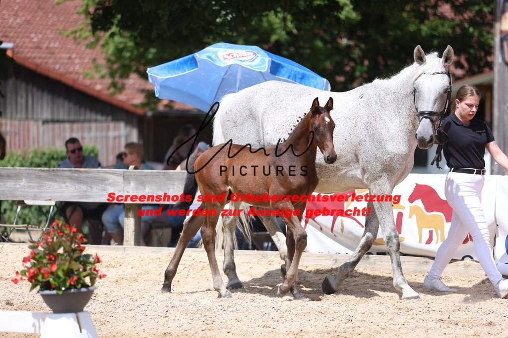 Fohlenschau_Schwäbisch_Hall_springbetonte_Fohlen_KN 23_16 | lmwpictures - Realisiert mit Pictrs.com