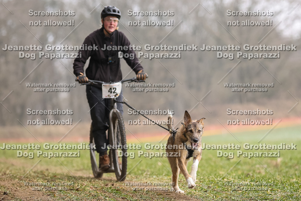 Dog Paparazzi - Plate 2026-135 | Dog Paparazzi Jeanette Grottendiek Fotografie & Videografie - Realisiert mit Pictrs.com