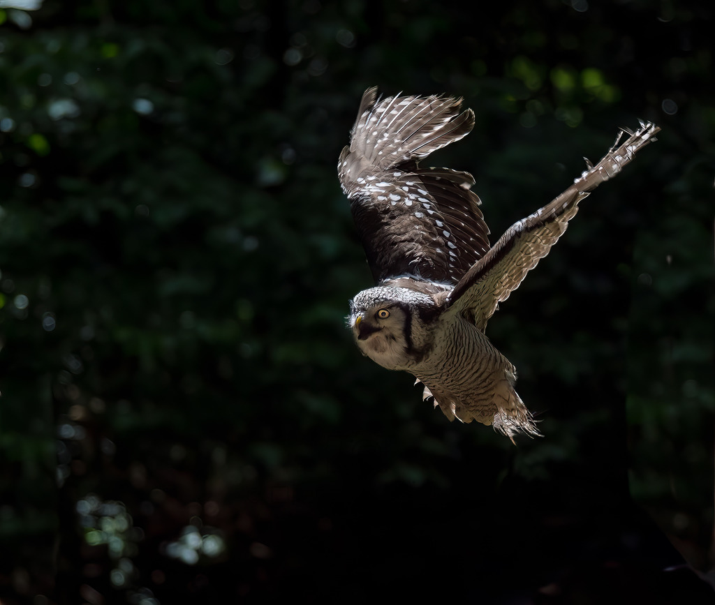 P1000978-Bearbeitet-2017-2-Bearbeitet-2017-LR | Natur im Moment - Realisiert mit Pictrs.com