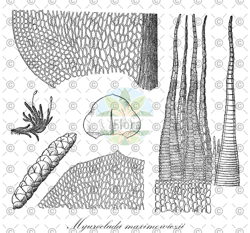 HistAbb_wfo-0000119516_1_ENZY_Simple | Historische Abbildung von Myuroclada maximowiczii - Brachytheciaceae | Historical Illustration of Myuroclada maximowiczii - Brachytheciaceae