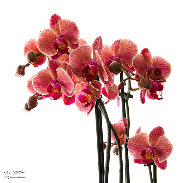 2021-03-12 15-01-12 (B_Radius1_Smoothing1) | Professionelle Fotografen für Portrait-, Produkt-, Beauty -, Fashion-, kommerzielle - u. Hochzeitsfotografie sowie für Veranstaltungen. Lokal vor Ort oder in lokalen Studios.