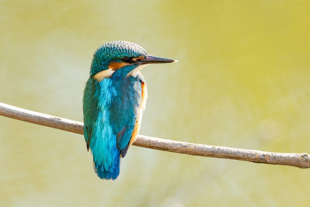 Der Eisvogel | Der Eisvogel (Alcedo atthis) ist aufgrund seines leuchtend bunten Gefieders und seiner pfeilschnellen Jagdweise eine der auffälligsten und schönsten Vogelarten Mitteleuropas. Er wird oft als "fliegender Edelstein" bezeichnet und dient als wichtiger Indikator für die Gesundheit und Naturnähe von Gewässern. - Realisiert mit Pictrs.com