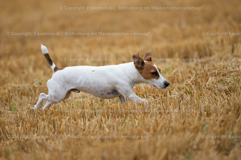 20210728_Jack-Russel_0003 | Foto: Thomas Hartig