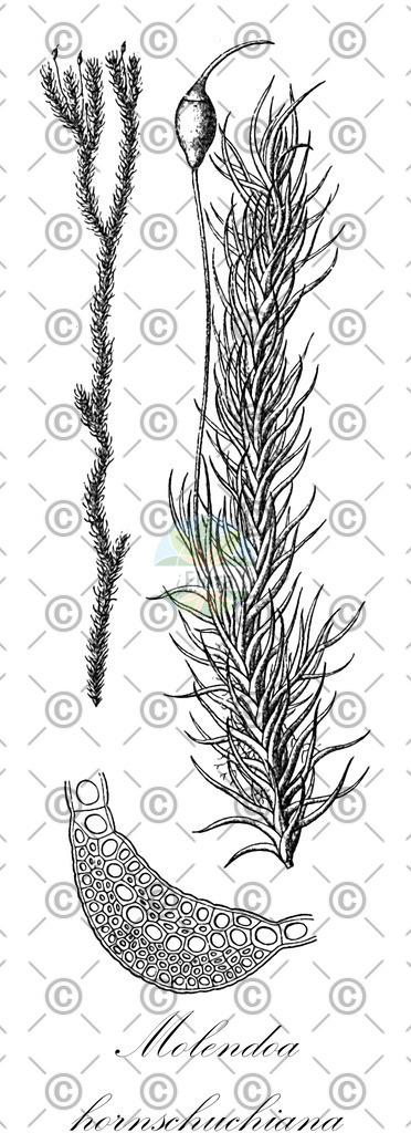 HistAbb_wfo-0000453180_1_ENZY_Simple | Historische Abbildung von Molendoa hornschuchiana - Pottiaceae | Historical Illustration of Molendoa hornschuchiana - Pottiaceae