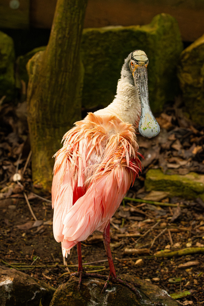 HFG_5088-Verbessert-RR | Holzisphotography, Landschaftsfotografie, Wildlifefotogorafie - Realisiert mit Pictrs.com
