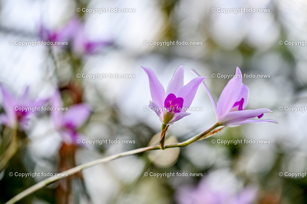 Botanischer Garten Linz_ Orchideen_ 14.04.2024-6 | 14.02.2024, Botanischer Garten Linz, AUT, Orchideen, im Bild Orchidee, Blume, Bluete, Pflanze, Tropenhaus, tropisch, Farbe, exotisch, bunt, Flora, Natur
