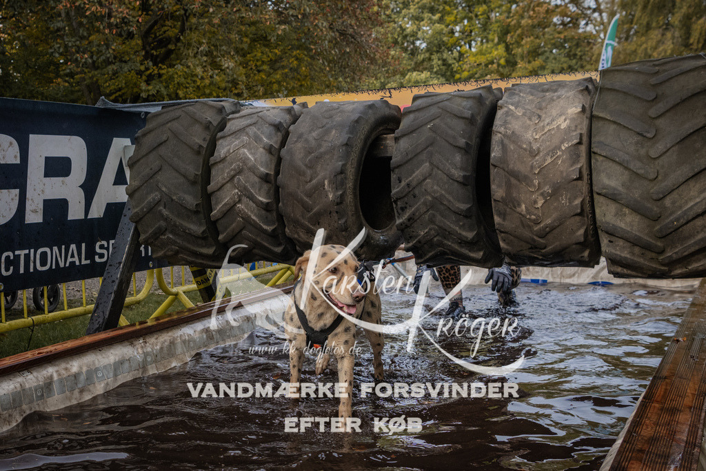 1447_ZZ90231 | kk-dogfotos