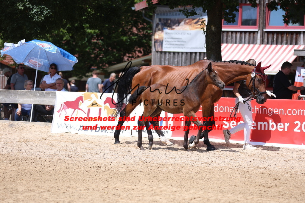 Fohlenschau_Schwäbisch_Hall_springbetonte_Fohlen_KN 26_11 | lmwpictures - Realisiert mit Pictrs.com