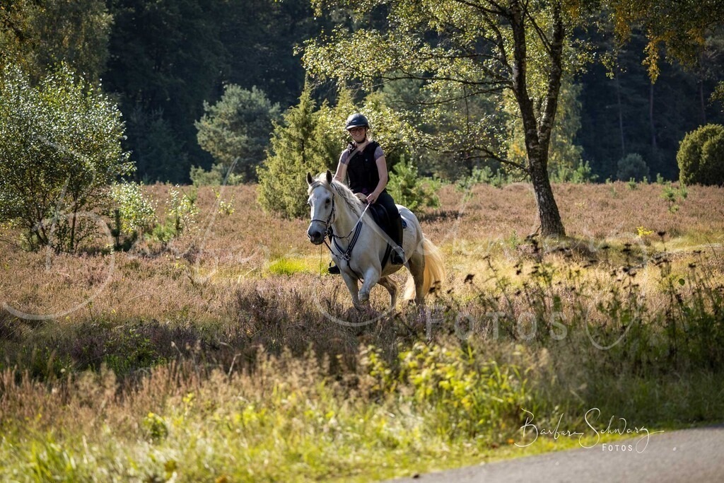 DdLH-WehlenerHeide_2025-09-20_136 | Fotografie, Veranstaltungs-Fotografie, Pferde-Fotografie, Landschafts-Fotografie, Reise-Fotografie - Realisiert mit Pictrs.com