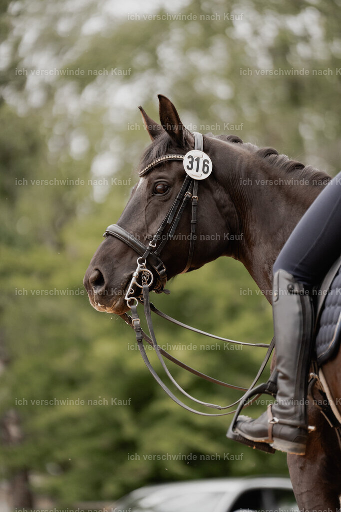 WE_DR_Stoib_316_PI2025_465 | Pferd International München 2025