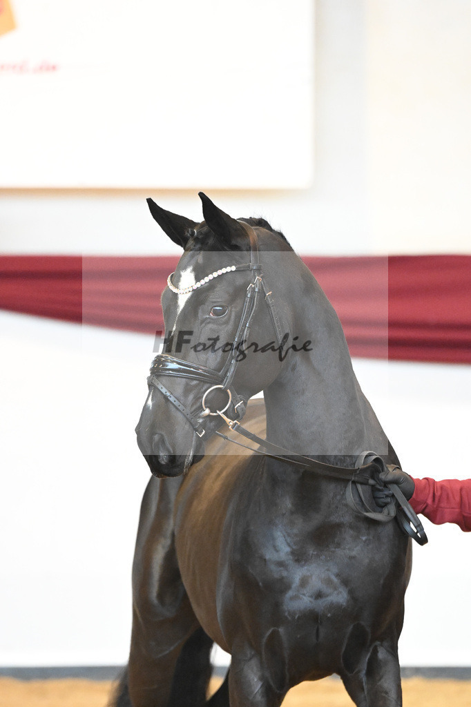 Kat-Nr. 30 v. Fantastic_Wilbers_66220408 | hf-fotografie - Realisiert mit Pictrs.com
