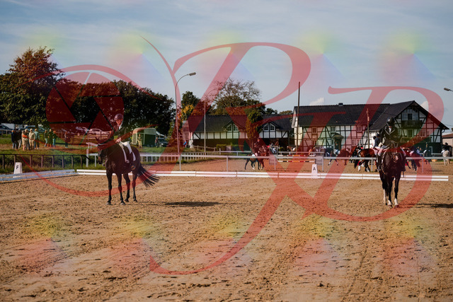 2026_10_03_Siefer-Hof_121822_Z63_42086464 | Professionelle Reitsport-, Turnier- und Eventfotografie von Robert Broda. Galerien mit ausgewählten und bearbeiteten Bildern direkt online ansehen und bestellen.