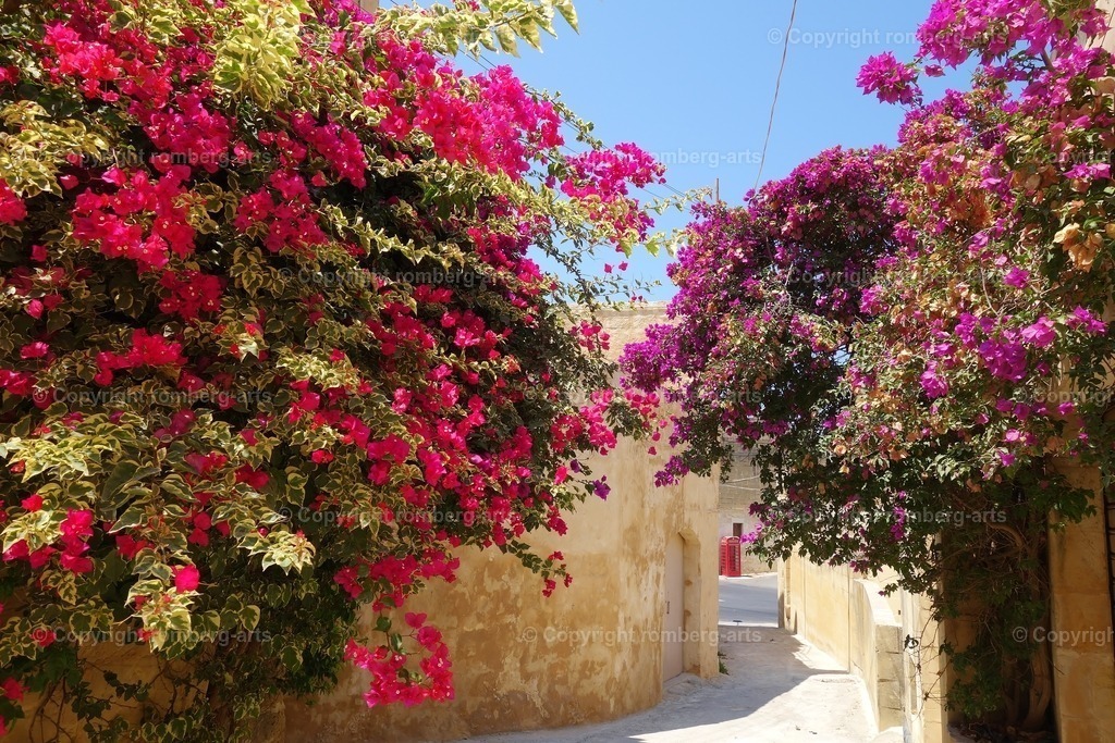 DSC01402 | romberg-arts, romberg-arts.de, www.romberg-arts.de, Foto_Online_Shop, Julia Fuhrmann, Köln, Fotos, Fotografie, Fotokunst, Kunstdrucke, Naturfotos, Aktfotos, Nacktfotos, schwarz_weiß_Fotos, Blumenfotos, Blumen, Tiere, Beton, Korrosion, Lächeln, Drucke