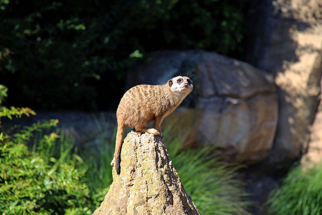 Foto: Leipzig - Zoo | Das Team hinter BILDLEXIKON LEIPZIG bündelt historische wie aktuelle Informationen über die Stadt Leipzig in Text und Bild auf einer Plattform und stellt diese der interessierten Öffentlichkeit zur Verfügung.