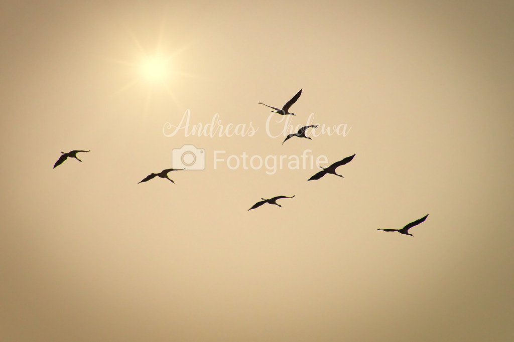 Kraniche unter der Sonne | Sichere dir dieses Klasse Foto als Druck auf Leinwand oder Dibond! - Realisiert mit Pictrs.com