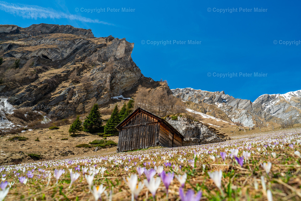 Kals_Krokusse-89 | piet_flosse