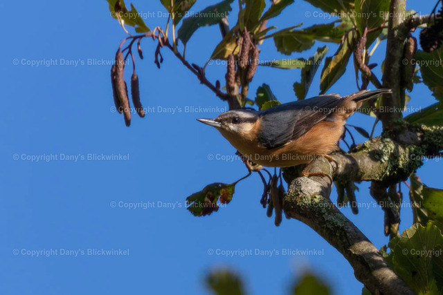 201774 | Tierfotografie, Tierkalender, Tierbilder, Insekten, Spinnen, Vögel, Schmetterling, Libellen, Leinwand, Colorkey, Qualität, Geschenkartikel, Geschenk - Realisiert mit Pictrs.com