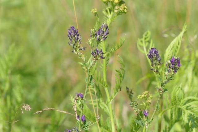 Luzerne | Verkauf von Fotos und  Videoclips zumThema Natur.Motive sind Pflanzen, Tiere, Landschaftenund Wetter - Realisiert mit Pictrs.com